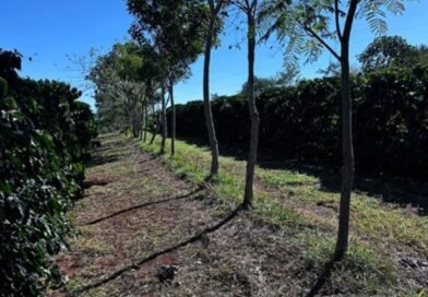 Cooperativa vende crédito de carbono