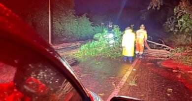 bombeiros removendo árvores da rodovia mg 1709 em Machado
