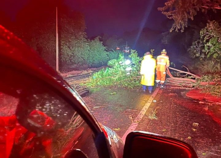 bombeiros removendo árvores da rodovia mg 1709 em Machado