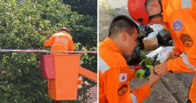 bombeiros resgatando uma maritaca presa em linha com cerol em Poços de Caldas