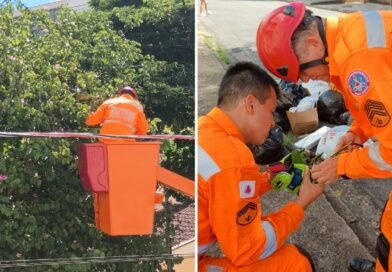 bombeiros resgatando uma maritaca presa em linha com cerol em Poços de Caldas