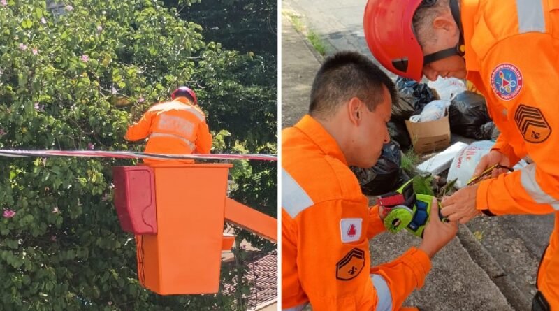 bombeiros resgatando uma maritaca presa em linha com cerol em Poços de Caldas