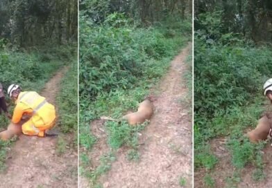cervo resgatado pelos bombeiros