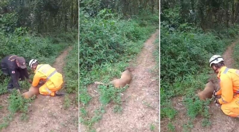 cervo resgatado pelos bombeiros