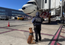 Empresário de Poços de Caldas é flagrado com mercadorias contrabandeadas em aeroporto agente da receita federal e um cão farejador no aeroporto Viracopos em Campinas