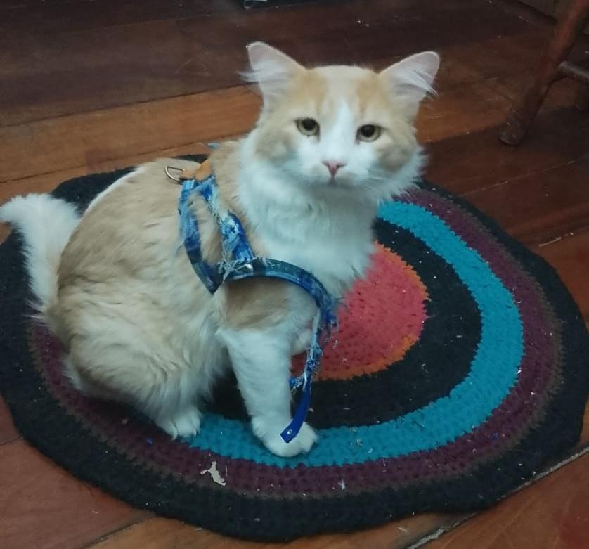 gato desaparecido
