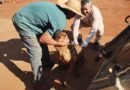 IMA confirma caso positivo de raiva em bovino na zona rural de Alfenas cachorro recebendo vacina antirrábica na zona rural de alefnas