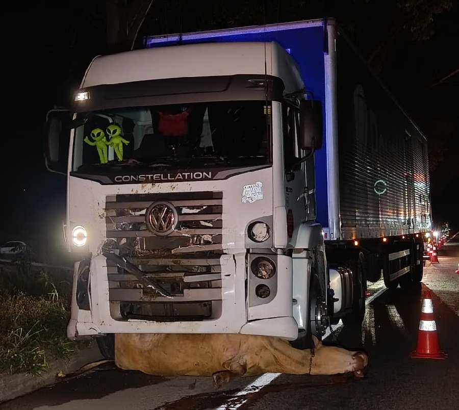 vaca atropelada por carreta na rodovia do contorno