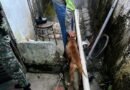 Mulheres são presas por crime de maus-tratos animal no Centenário cão resgatado pela policia miliar do meio ambiente