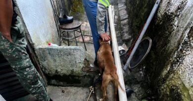 Mulheres são presas por crime de maus-tratos animal no Centenário cão resgatado pela policia miliar do meio ambiente