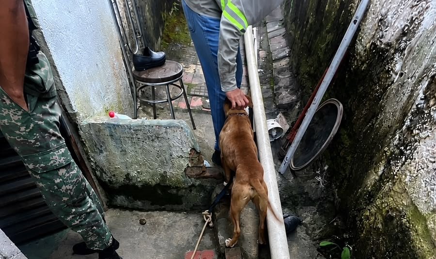 cão resgatado pela policia miliar do meio ambiente