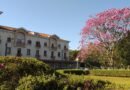 Previsão do tempo em Poços de Caldas-MG Parque José Affonso Junqueira - florada do ipê rosa