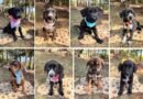 Abrigo Municipal registra recorde de doações no mês de julho filhotinhos de cão adotados no abrigo municipal