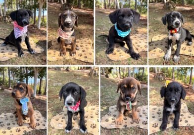 Abrigo Municipal registra recorde de doações no mês de julho filhotinhos de cão adotados no abrigo municipal
