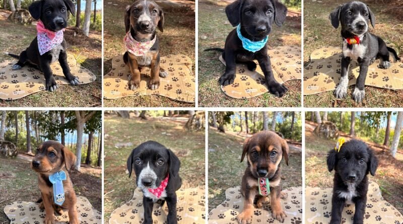 Abrigo Municipal registra recorde de doações no mês de julho filhotinhos de cão adotados no abrigo municipal