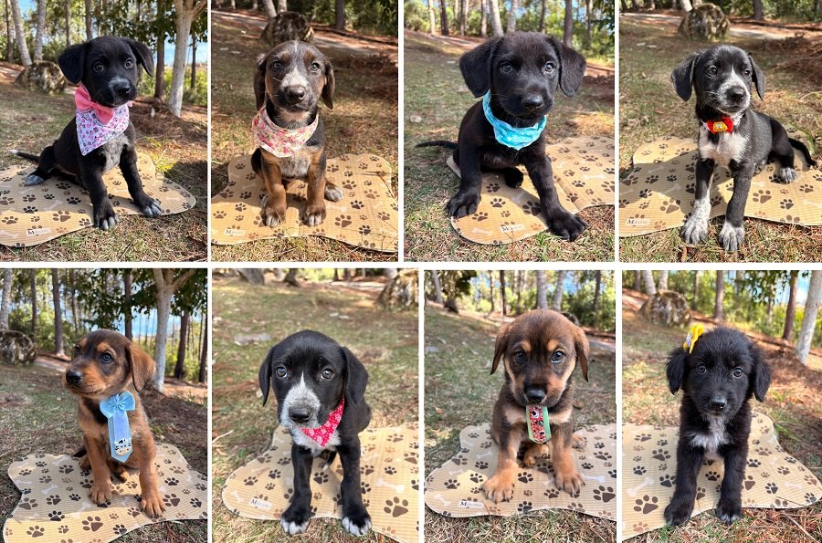 filhotinhos de cão adotados no abrigo municipal