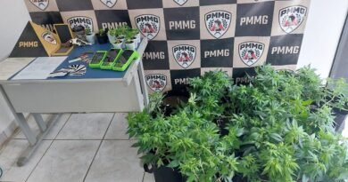 PM apreende pés de maconha, arma e documentos falsos durante ocorrência de violência doméstica pés de maconha apreendidos pela PM em Andradas