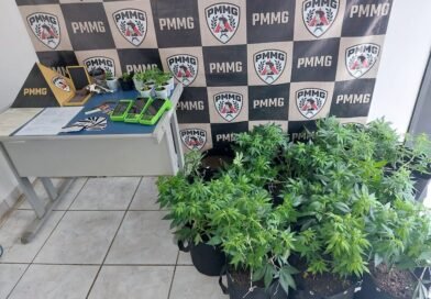 PM apreende pés de maconha, arma e documentos falsos durante ocorrência de violência doméstica pés de maconha apreendidos pela PM em Andradas