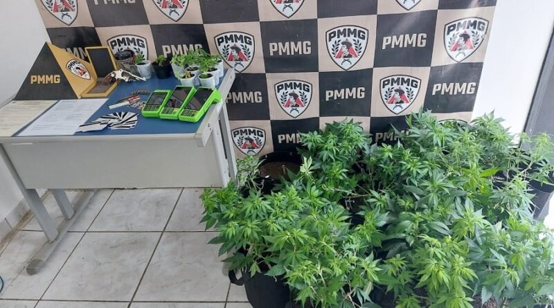 PM apreende pés de maconha, arma e documentos falsos durante ocorrência de violência doméstica pés de maconha apreendidos pela PM em Andradas