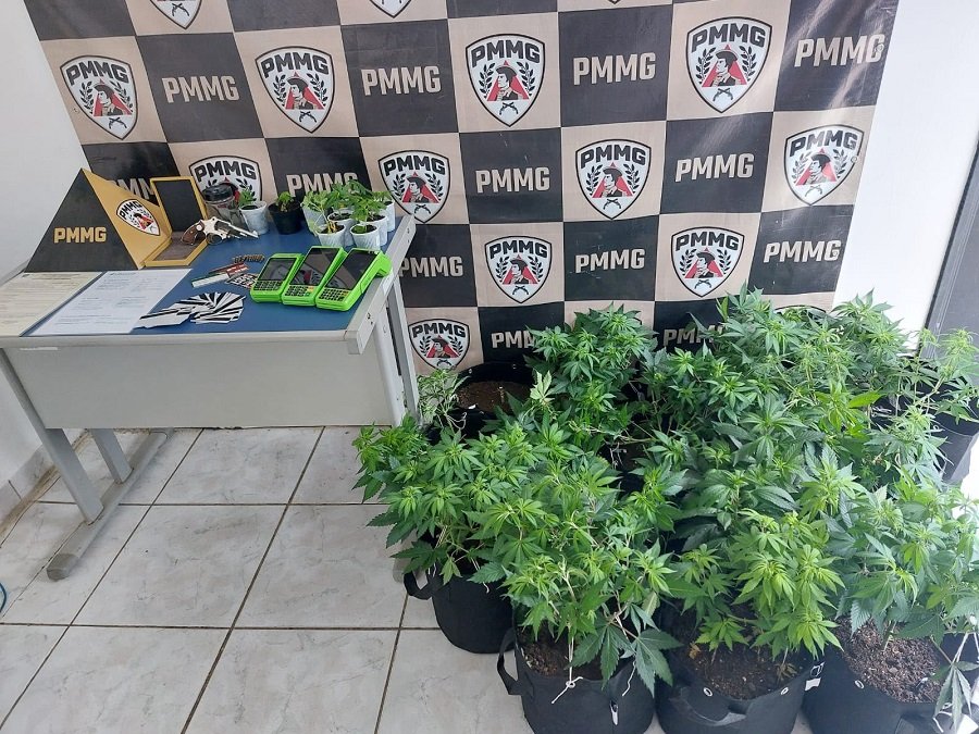 pés de maconha apreendidos pela PM em Andradas