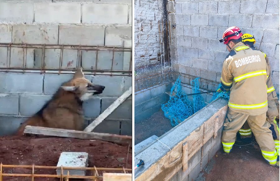 lobo-guara durante resgate pelo Corpo de Bombeiros