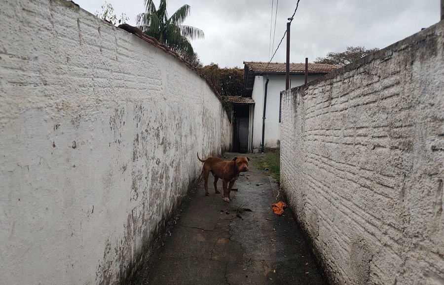 cão da raça pit bull resgatado