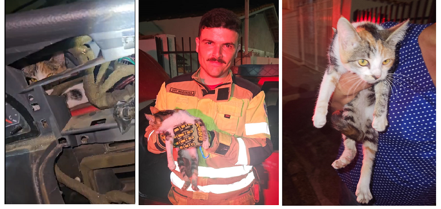 gata resgatada pelos bombeiros