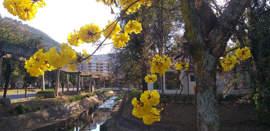 ipe amarelo