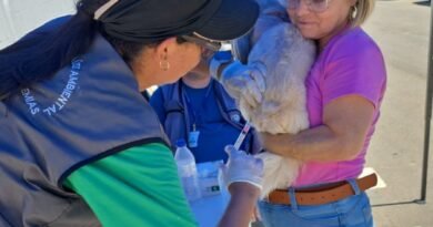 Vacinação antirrábica antecipada segue até 21 de agosto em áreas próximas à ocorrência de raiva animal cão sendo vacinado contra raiva