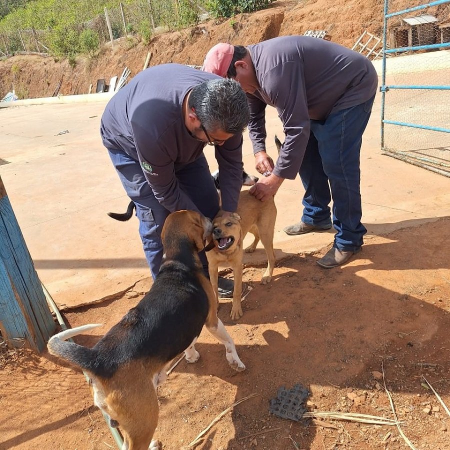 cães sendo vacinados contra raiva