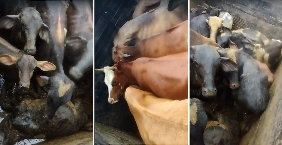 gado furtado em carroceria de caminhão